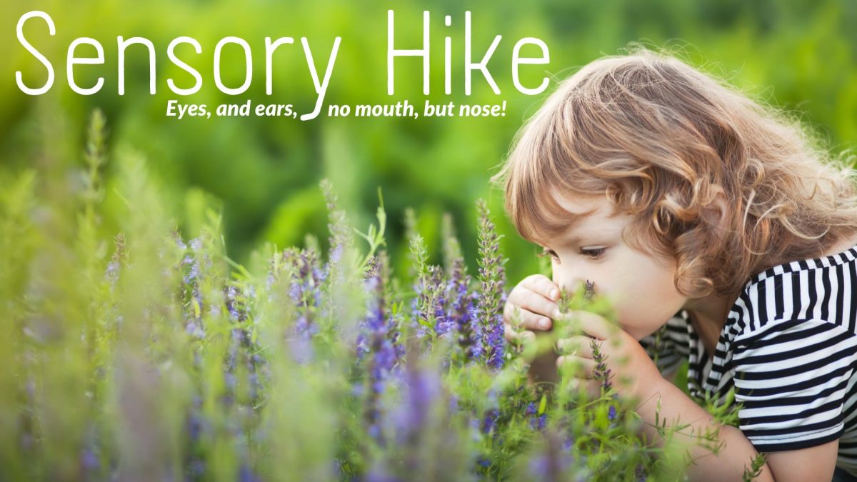 Sensory Hike